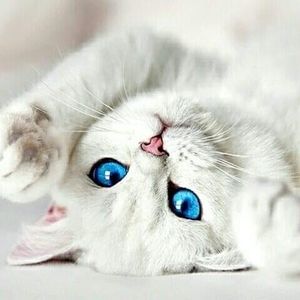 Meet your Posher, Anggy